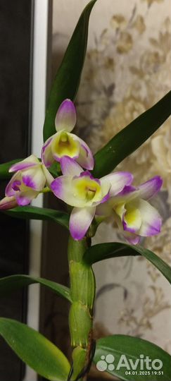 Орхидея нобеле дендробиум