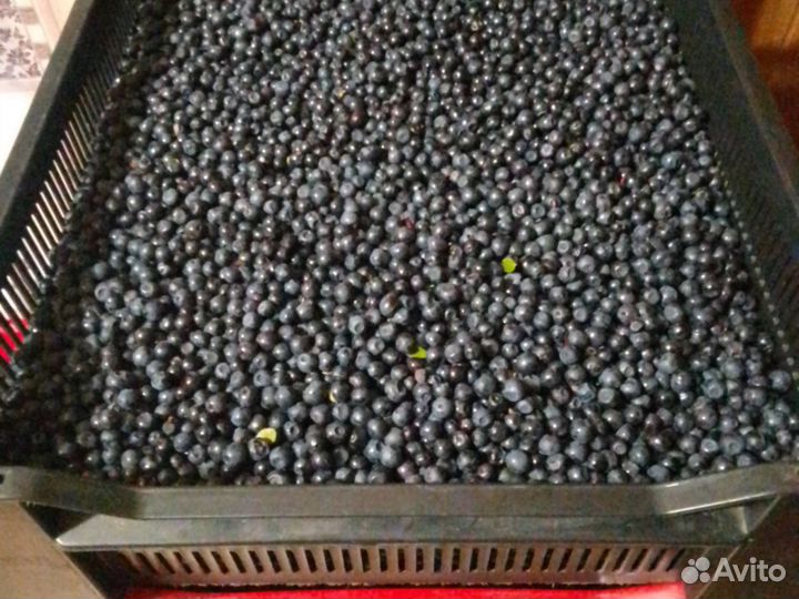 Ручная сборка свежие ягоды черники