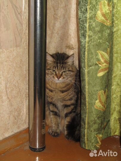 Отдам даром кошку