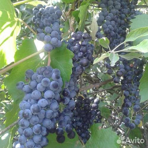 Саженцы винограда 