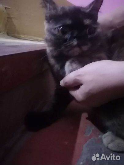 Кошка