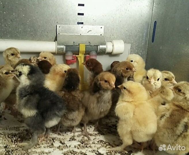 Цыплята