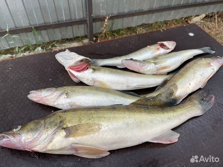 База отдыха На Волге в РФ (Волгоград-Капустин Яр)