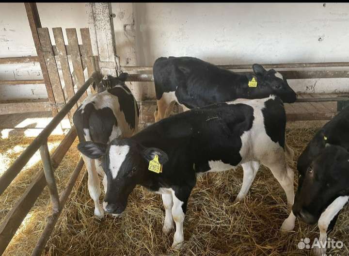 Бычки до 4 месяцев