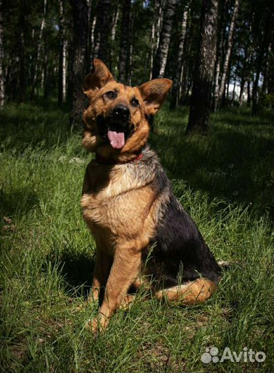 Добрая домашняя Забава мучается в приюте