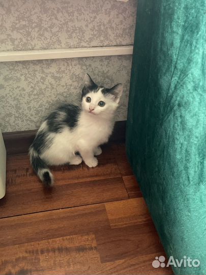Котенок девочка в добрые руки