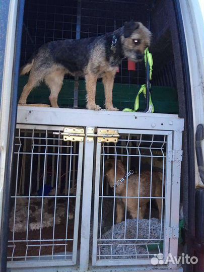 Гостиница-передержка для собак