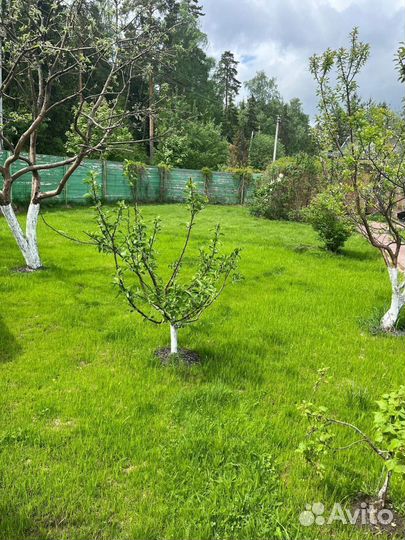 Семена газонной травы универсальные