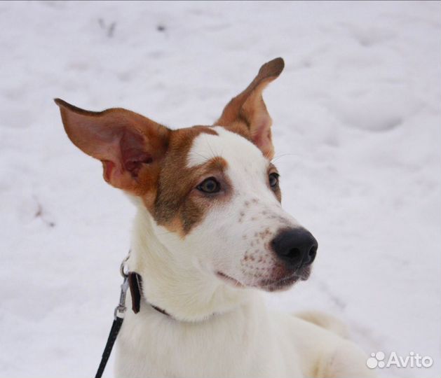 Щенок Бублик (метис охотничьей) в поисках дома