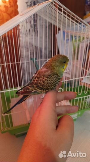 Волнистый попугай с клеткой