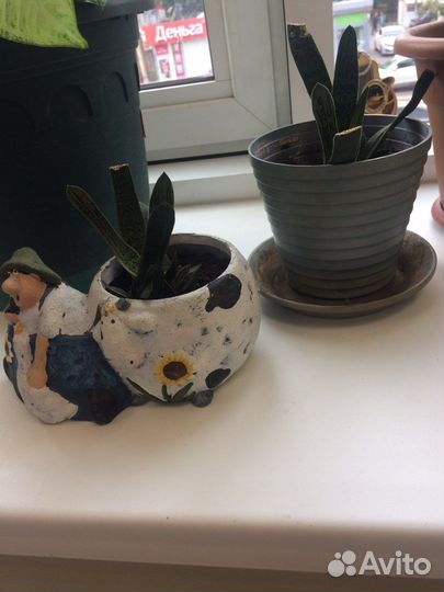 Комнатные растения