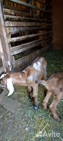 Англо нубийские козлята