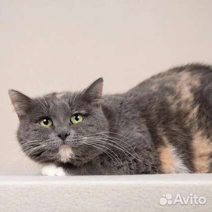 Кошка Леся в добрые руки бесплатно