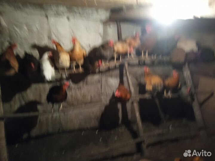 Куры несушки