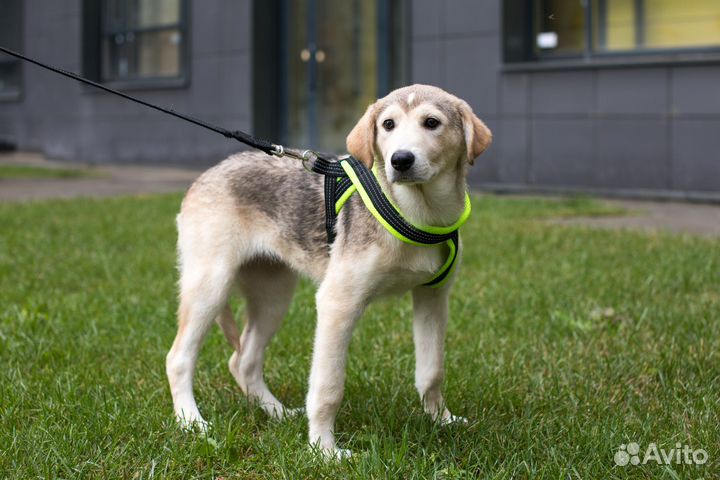 Щенок девочка в дар