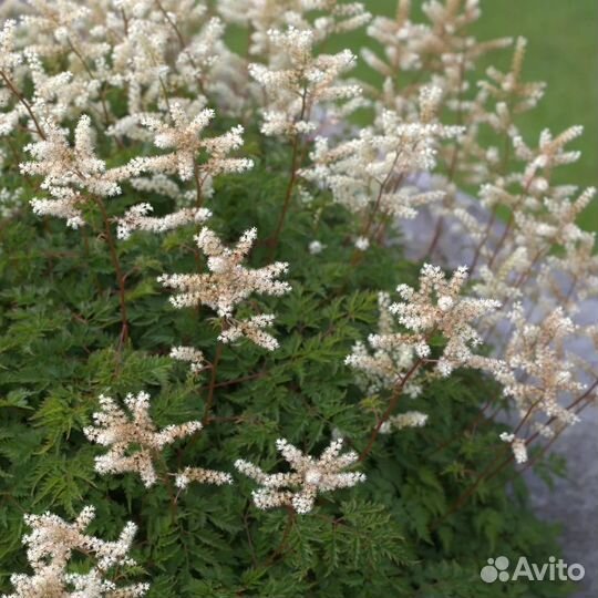Волжанка петрушколистная Noble Spirit