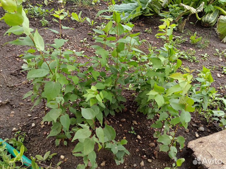 Саженцы Абрикос