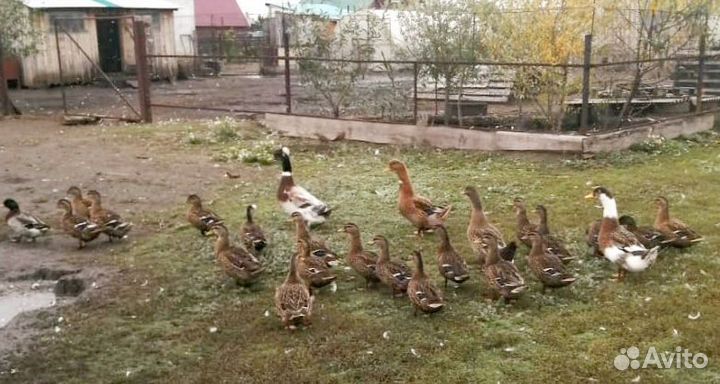 Подсадные утки