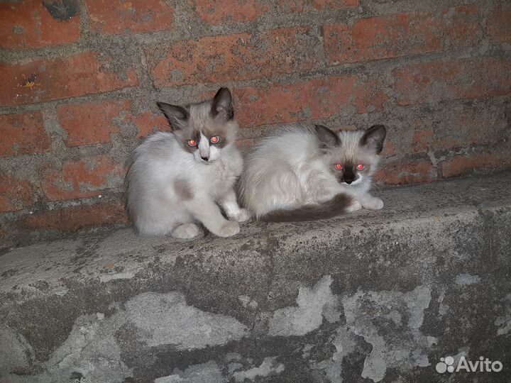 Котята в добрые руки