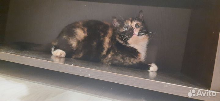 Котенок в добрые руки