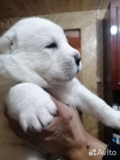 Щенки алабая