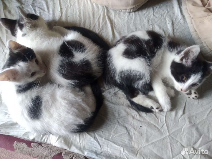 Кошка в дар бесплатно