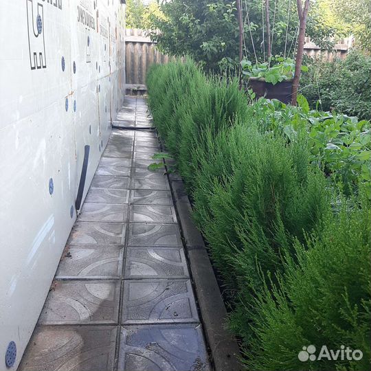 Туи брабант Высота от 20 см до 110 см