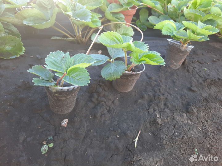 Рассада клубники