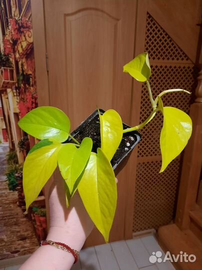 Эпипремнумы