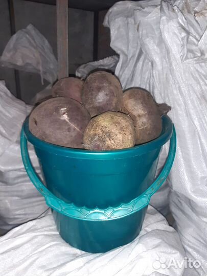 Картофель и свёкла