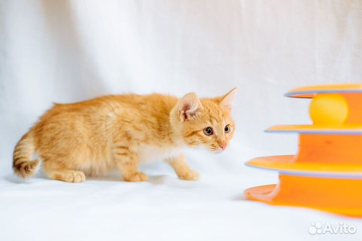 Котёнок Котя