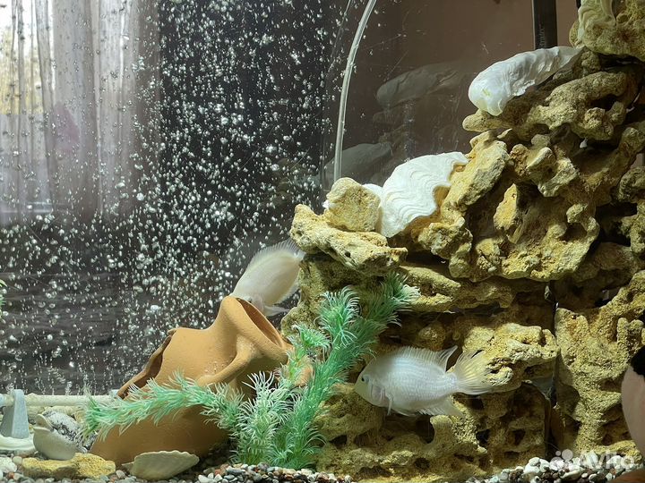 Аквариум со всеми принадлежностями и рыбками