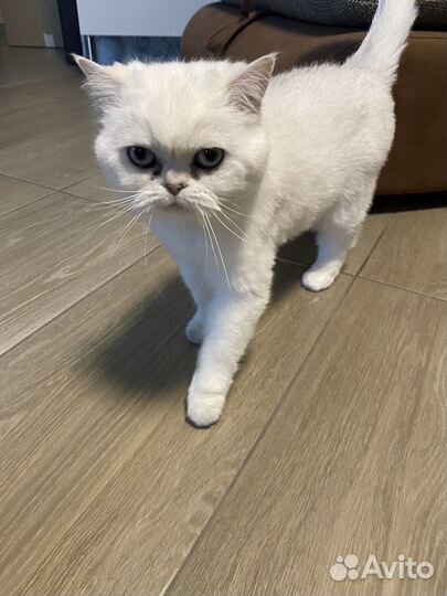 Британская кошка бесплатно