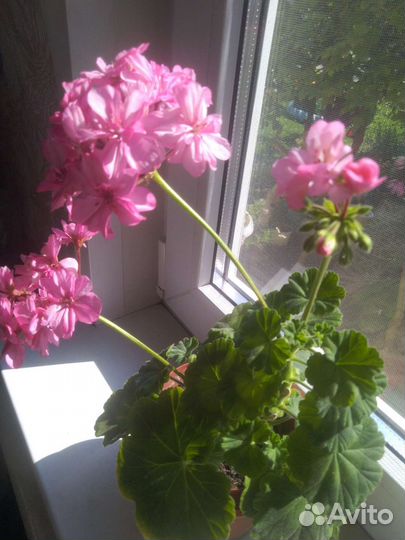 Пеларгония герань