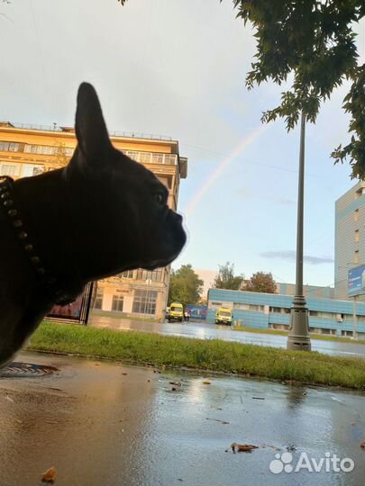 Французский бульдог кабель вязка