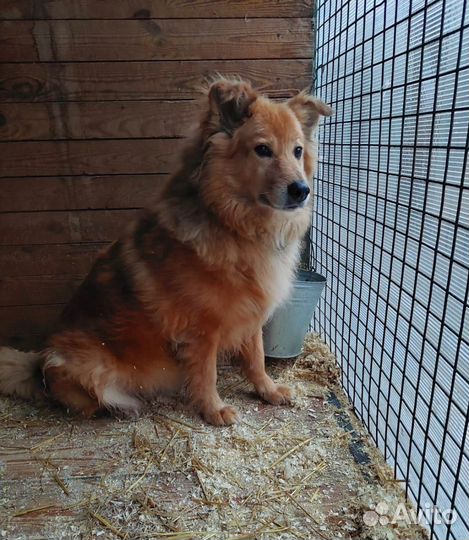 Пушистый милый пес страдает за решеткой приюта