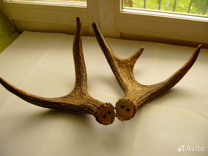 Рога лосиные