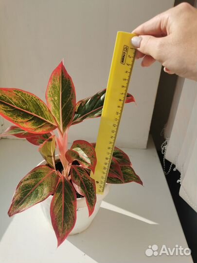 Аглаонема крит