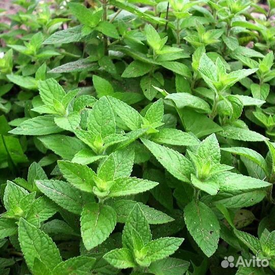 Мята коктейльная