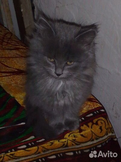 Котята пушистые