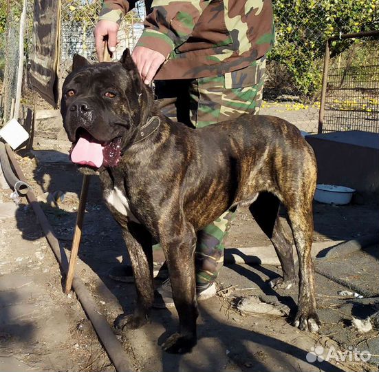 Кане Корсо вязка