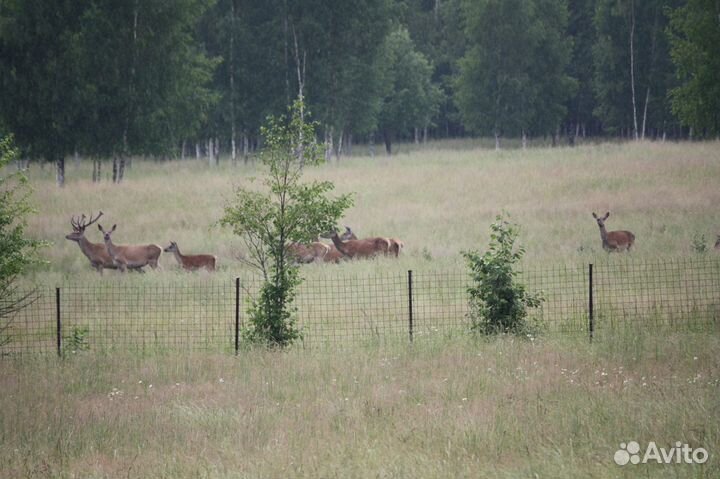 Олень, Благородный, Красный, Европейский