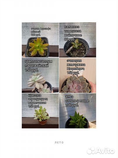 Суккуленты и кактусы