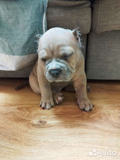 Щенки Американского Булли