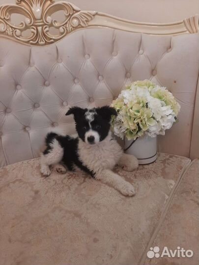 Почти бордер-колли с доставкой и ветпаспортом