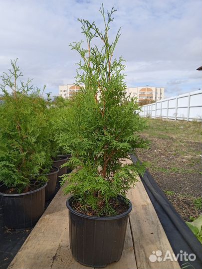 Саженцы декоративных растений для сада