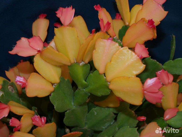 Декабрист шлюмбергера