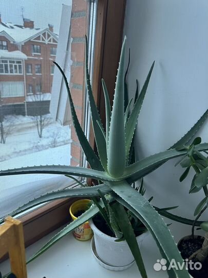 Алоэ вера и каланхоэ