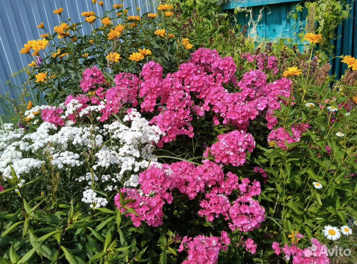 Лилии в луковица и другие цветы для посадки