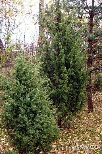 Можжевельник, разные виды, семена